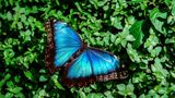 Morphofalter: Mit Blau auf einer Wellenlänge