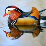 Mandarinente: Mädels, seht her!