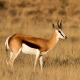 Springbock: Fellfarbe als Heizung