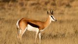 Springbock: Fellfarbe als Heizung