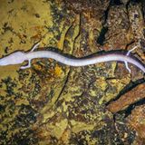 Grottenolm: Farblos in ewiger Dunkelheit