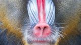 Mandrill: Blau als Statussymbol