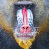 Mandrill: Blau als Statussymbol