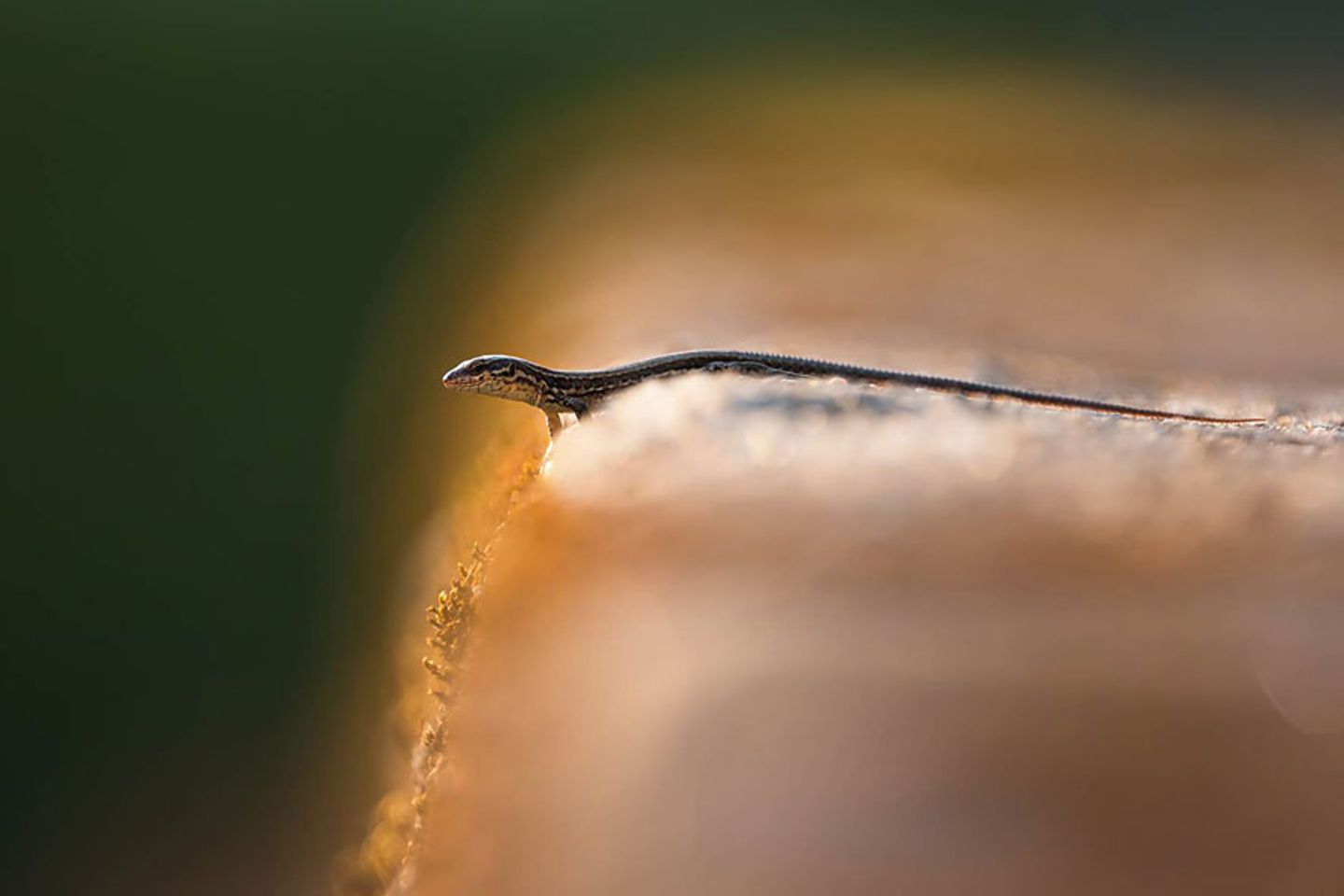 GEO Leserfoto: Die besten Leserfotos: August 2015 - Bild 8