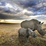 Zaire: Breitmaul-Nashorn