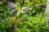 Mauritius: Mauritiussittich