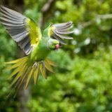 Mauritius: Mauritiussittich