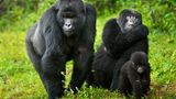 DR Kongo/Uganda: Berggorilla