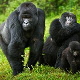 DR Kongo/Uganda: Berggorilla