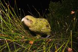 Neuseeland: Kakapo