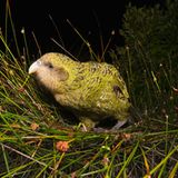 Neuseeland: Kakapo