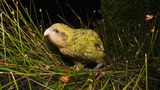 Neuseeland: Kakapo