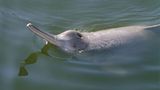 China: Jangtse-Delfin
