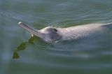 China: Jangtse-Delfin