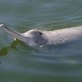 China: Jangtse-Delfin