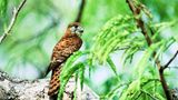 Mauritius: Mauritiusfalke