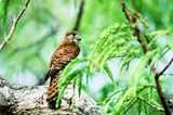 Mauritius: Mauritiusfalke