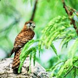 Mauritius: Mauritiusfalke