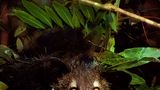 Madagaskar: Aye-Aye