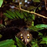 Madagaskar: Aye-Aye