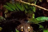 Madagaskar: Aye-Aye