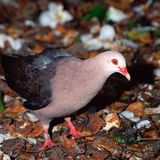 Mauritius: Rosataube