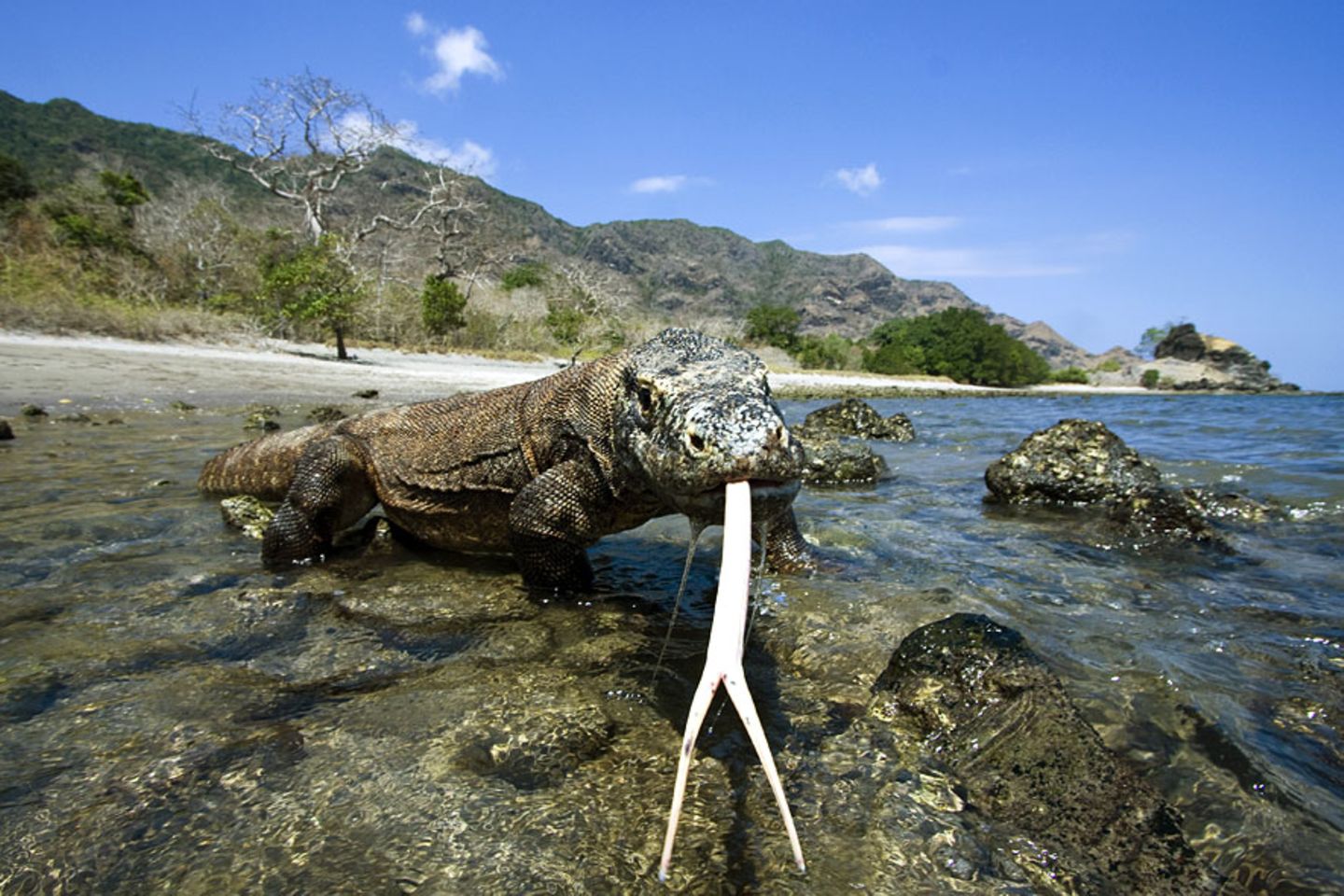 Indonesien: Komodowaran