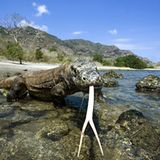 Indonesien: Komodowaran