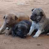 Tierärzte weltweit: Fotostrecke: Botschafter für den Tierschutz