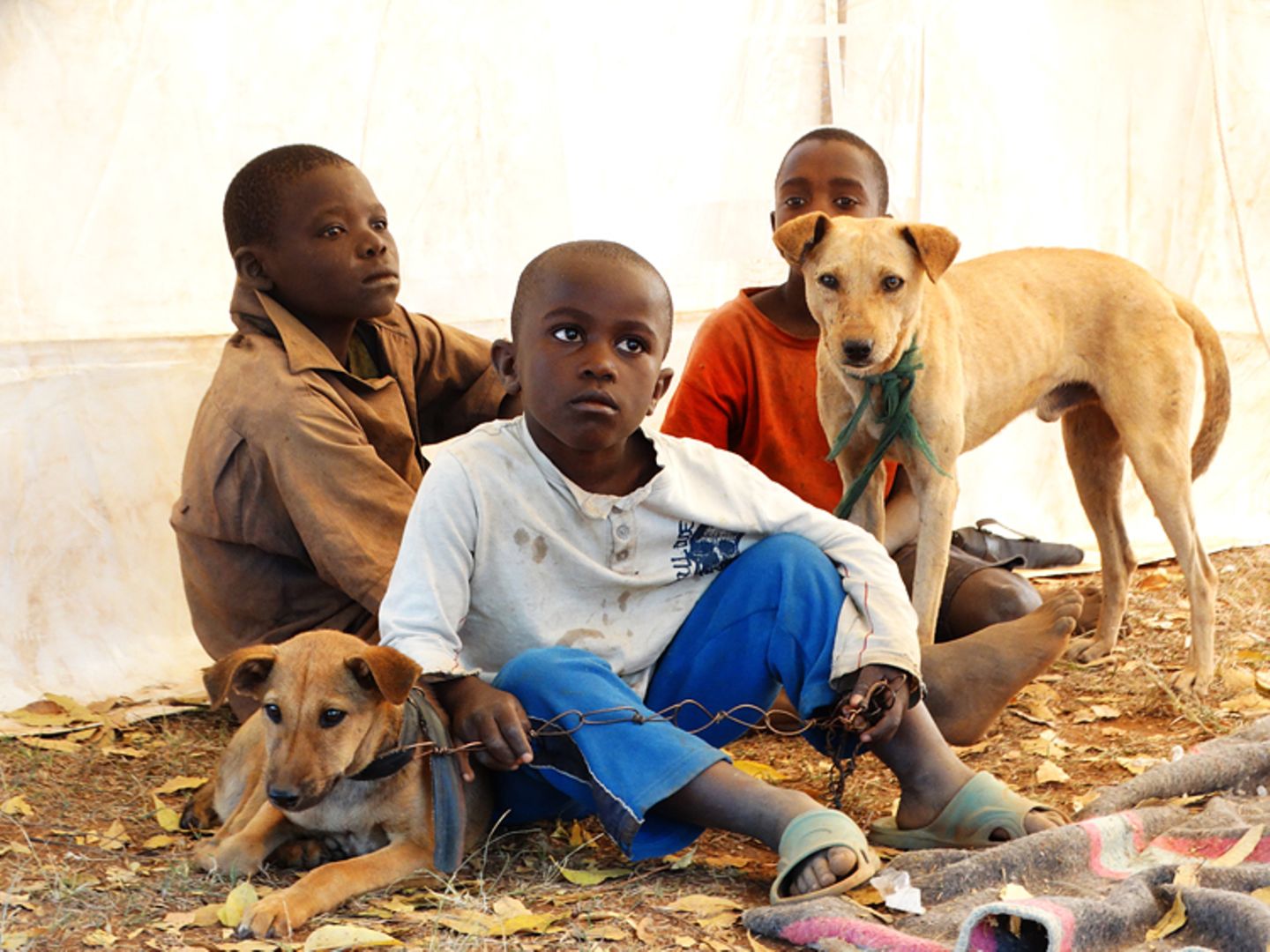 Tierärzte weltweit: Fotostrecke: Botschafter für den Tierschutz - Bild 2