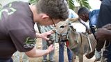 Tierärzte weltweit: Fotostrecke: Botschafter für den Tierschutz - Bild 4