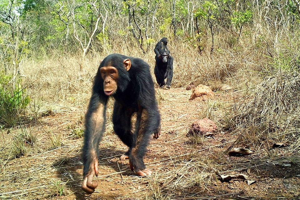 Tierische Selfies: Wenn Tiere in Kamerafallen tappen