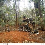 Afrikanischer Wildhund