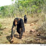 Östlicher Schimpanse