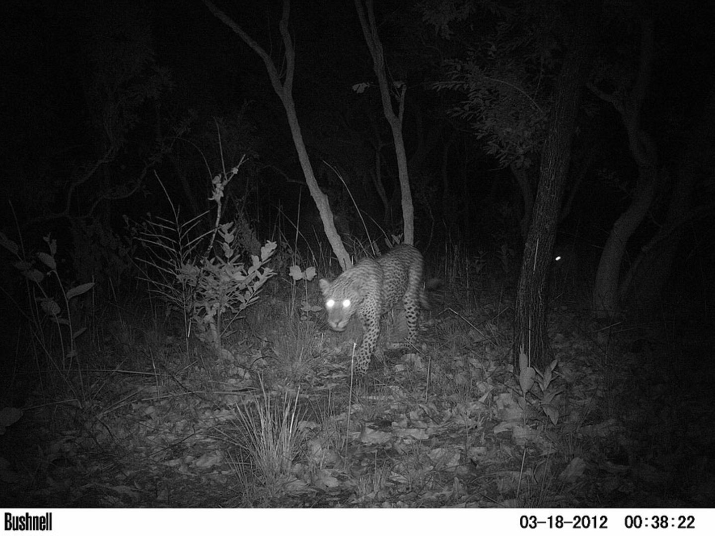 Leopard