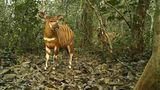 Bongo-Antilope