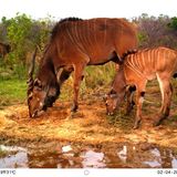 Östliche Riesen-Elenantilope