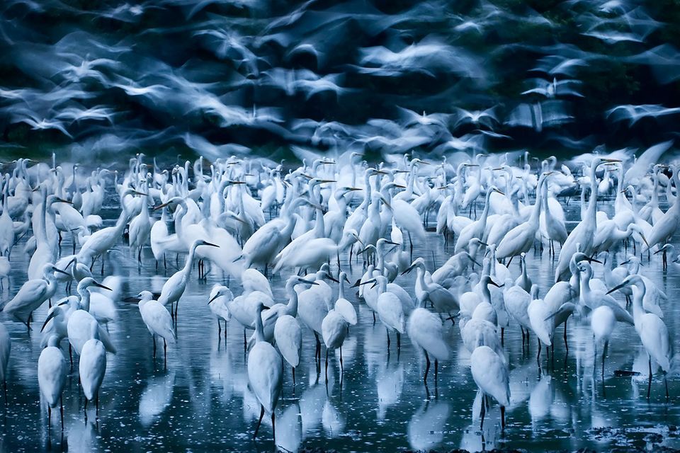 Wildlife Photographer 2015: Die besten Tierbilder aus der Wildnis