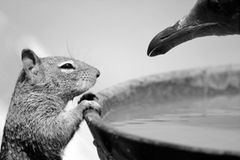 Grauhörnchen und Möwe