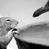 Grauhörnchen und Möwe