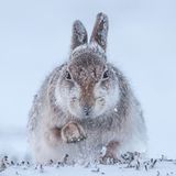 Schottischer Berghase