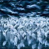 Aufgeschreckte Silberreiher