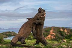 Komodo Judo