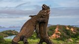 Komodo Judo