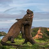Komodo Judo