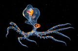 Auge in Auge mit dem Oktopus