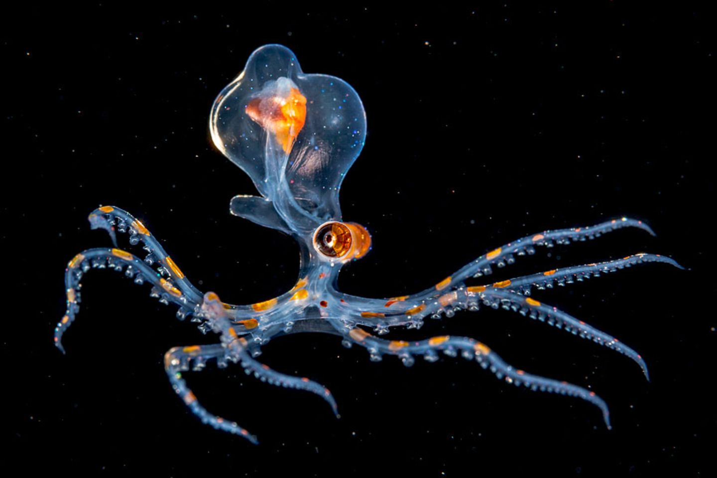Auge in Auge mit dem Oktopus