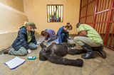Gorilla-Freundschaft