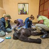 Gorilla-Freundschaft