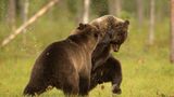 Wildlife